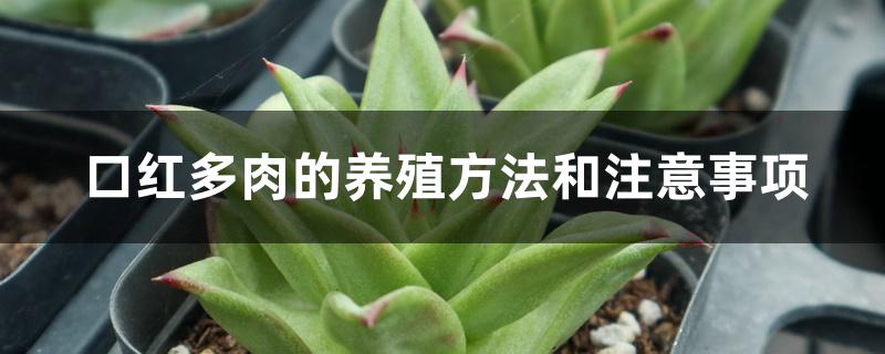 口紅多肉的養殖方法和注意事項_口紅多肉養殖方法和注意事項_口紅多肉需要注意什么嗎