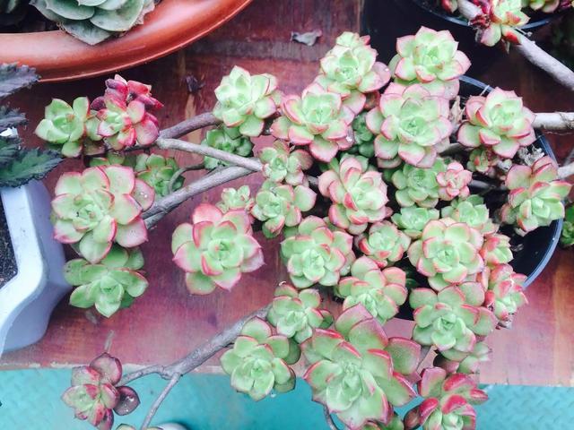 什么是多肉_多肉是喜陰還是喜陽植物_多肉是什么植物
