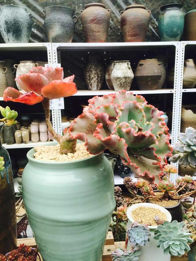什么是多肉_多肉是什么植物_多肉是喜陰還是喜陽植物
