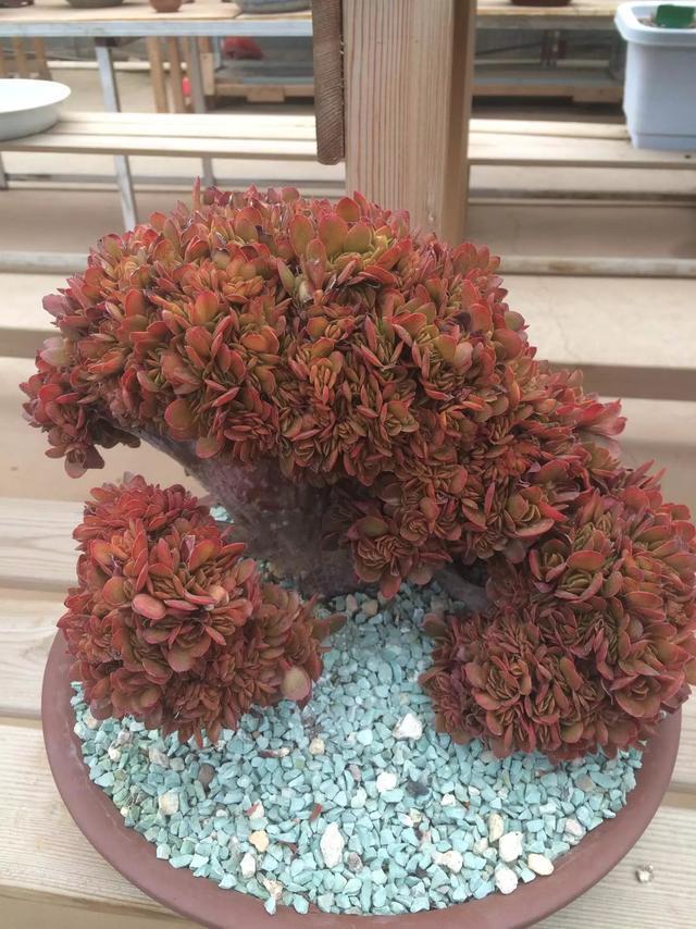 多肉是喜陰還是喜陽植物_什么是多肉_多肉是什么植物