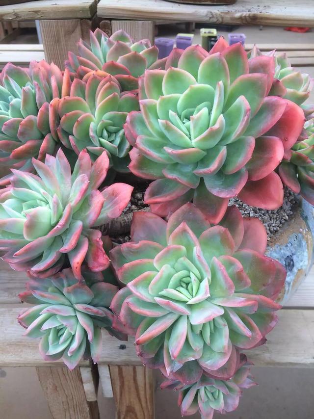 多肉是什么植物_多肉是喜陰還是喜陽植物_什么是多肉