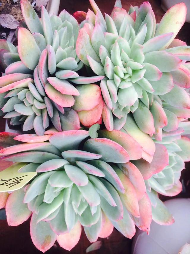 什么是多肉_多肉是什么植物_多肉是喜陰還是喜陽植物