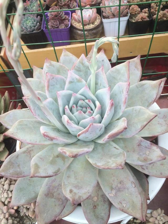 多肉是喜陰還是喜陽植物_什么是多肉_多肉是什么植物