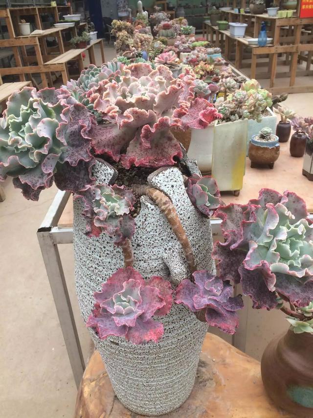 什么是多肉_多肉是什么植物_多肉是喜陰還是喜陽植物