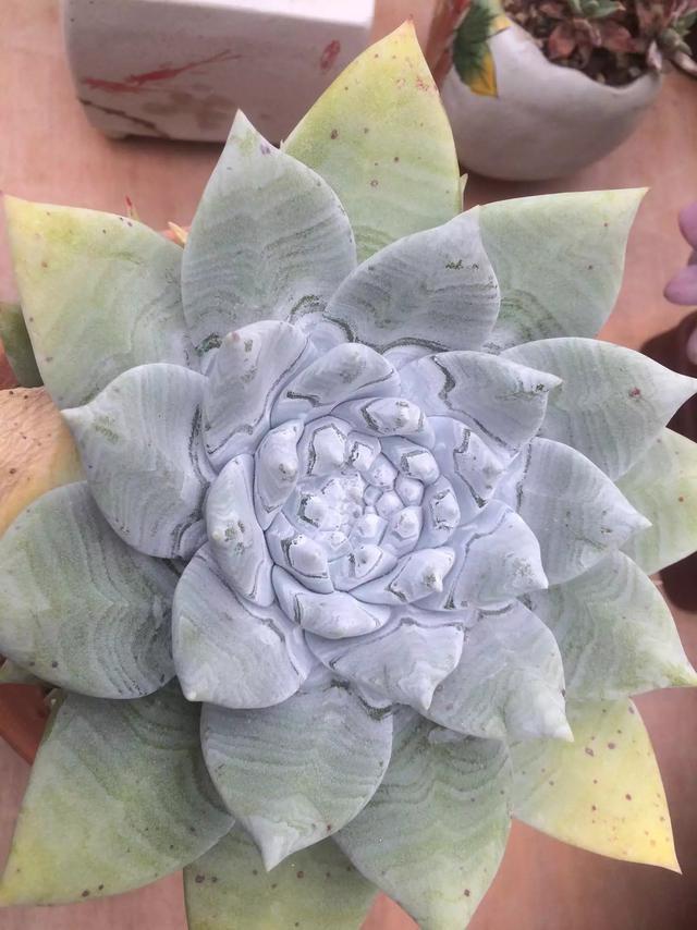 多肉是什么植物_什么是多肉_多肉是喜陰還是喜陽植物