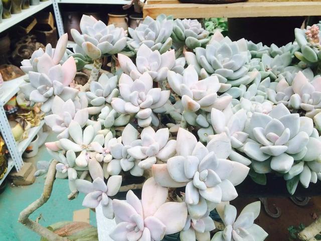 多肉是什么植物_多肉是喜陰還是喜陽植物_什么是多肉