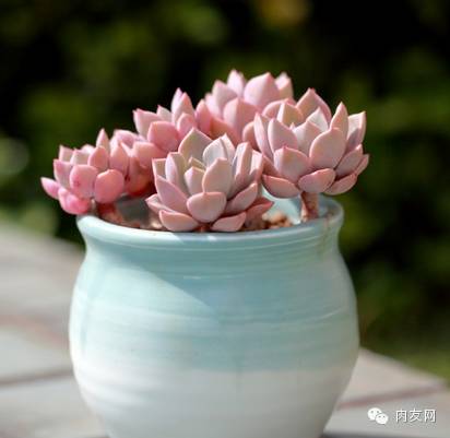 多肉pinky是大型種么_多肉pinky怎么養_pink多肉