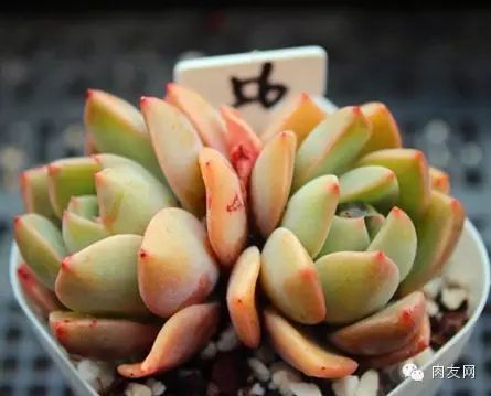 pink多肉_多肉pinky是大型種么_多肉pinky怎么養