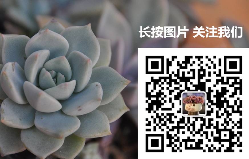 pink多肉_多肉pinky是大型種么_多肉pinky怎么養