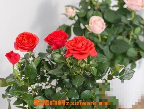可愛玫瑰多肉的養殖方法和注意事項_盆栽玫瑰花施肥技巧_盆栽玫瑰花營養土配制