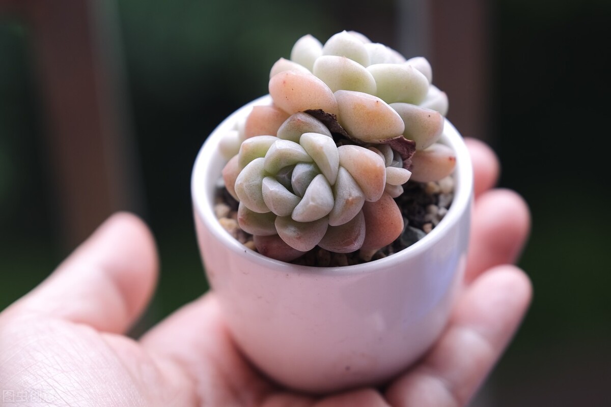 剛種下的多肉可以曬太陽嗎_多肉植物養護不當問題_新栽多肉植物服盆技巧