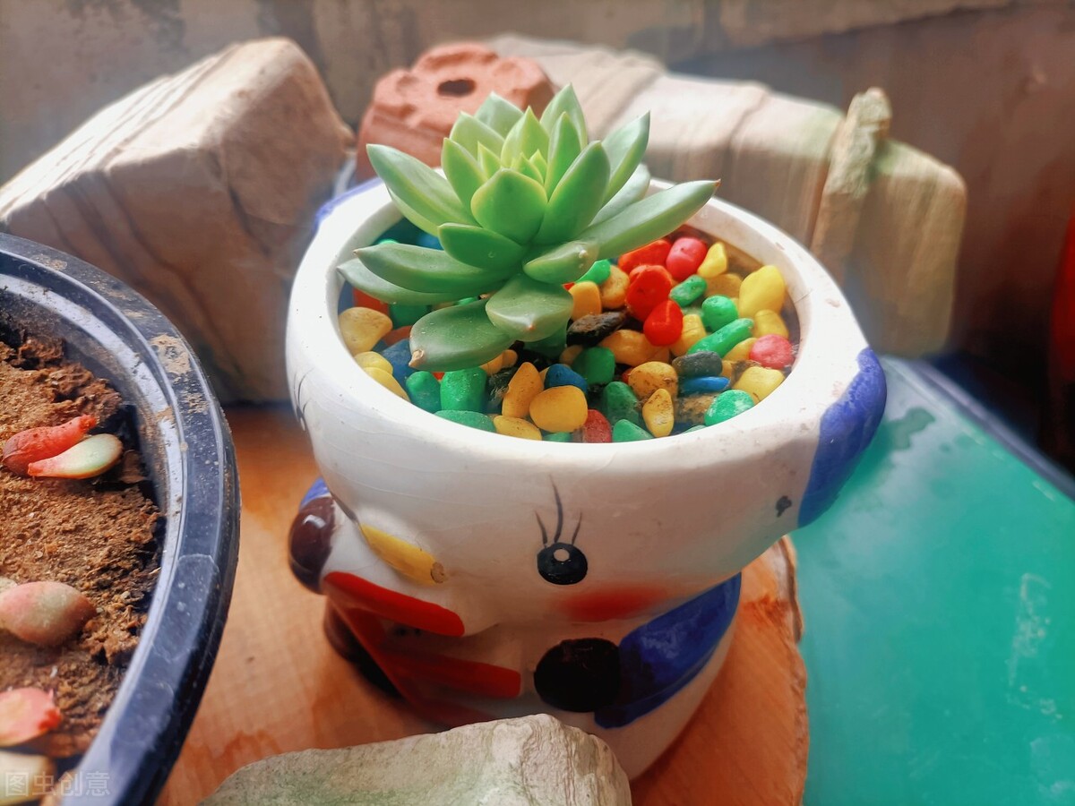 剛種下的多肉可以曬太陽嗎_新栽多肉植物服盆技巧_多肉植物養護不當問題