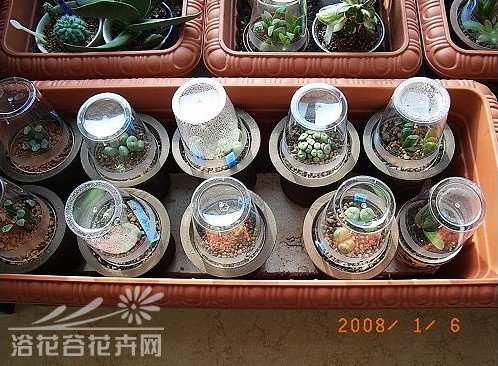 新手養多肉怎么養_多肉植物繁殖方法_如何養殖多肉植物