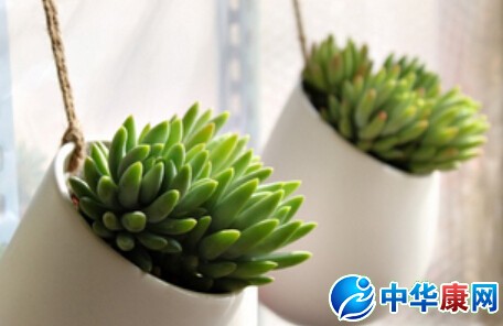 如何養殖多肉植物_多肉植物繁殖方法_新手養多肉怎么養